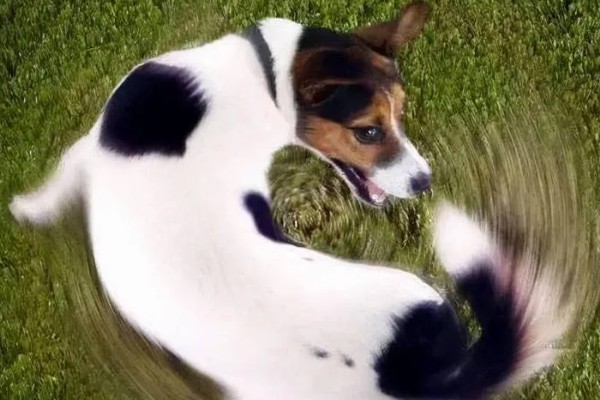 狗狗不会叫唤的原因，声带未充分发育便无法叫唤