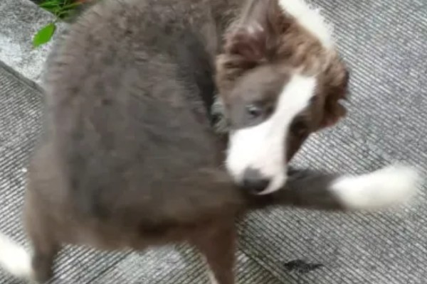 狗狗不会叫唤的原因，声带未充分发育便无法叫唤