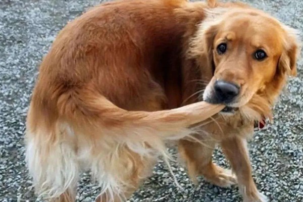 狗狗不会叫唤的原因，声带未充分发育便无法叫唤