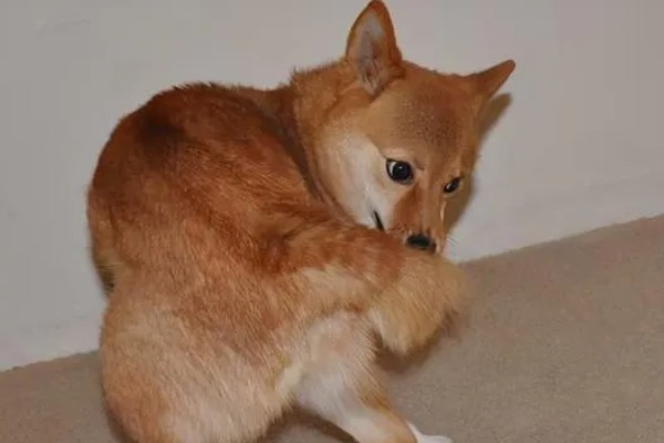 狗狗不会叫唤的原因，声带未充分发育便无法叫唤