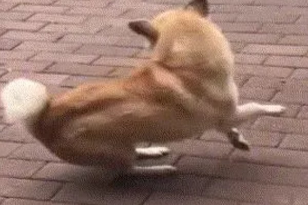 狗狗不会叫唤的原因，声带未充分发育便无法叫唤