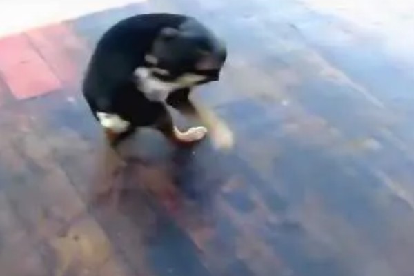 狗狗不会叫唤的原因，声带未充分发育便无法叫唤