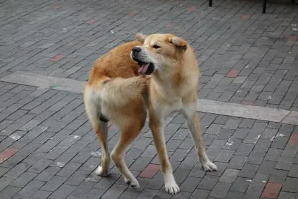 狗狗不会叫唤的原因，声带未充分发育便无法叫唤