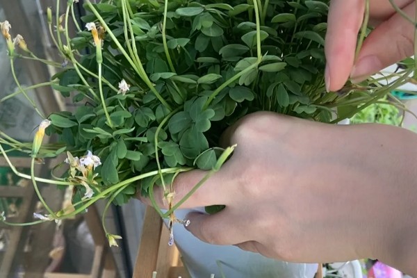 酢浆草叶子枯萎如何处理，将枯萎的叶片刈割剪除