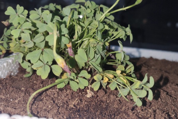 酢浆草叶子枯萎如何处理，将枯萎的叶片刈割剪除