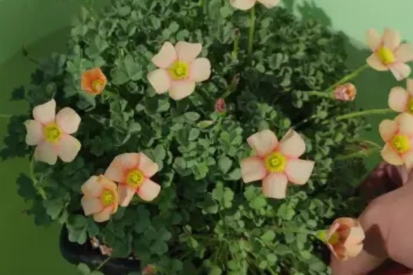 酢浆草叶子枯萎如何处理，将枯萎的叶片刈割剪除