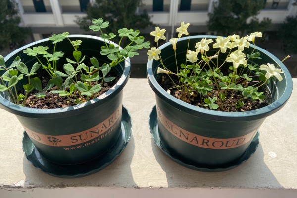 酢浆草叶子枯萎如何处理，将枯萎的叶片刈割剪除