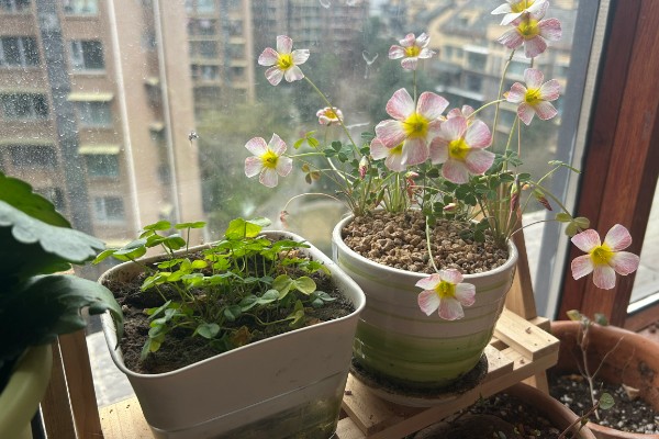 酢浆草叶子枯萎如何处理，将枯萎的叶片刈割剪除