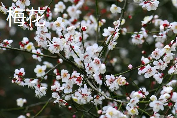 有什么名贵的花卉,常见梅花、牡丹花等品种