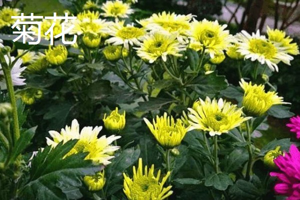 有什么名贵的花卉,常见梅花、牡丹花等品种