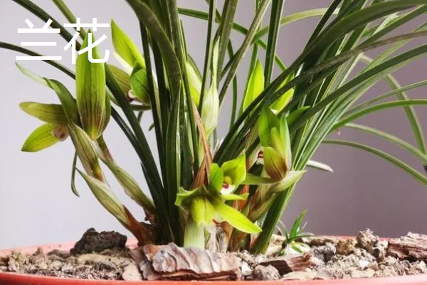 有什么名贵的花卉,常见梅花、牡丹花等品种