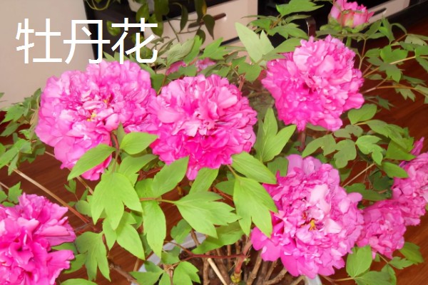 有什么名贵的花卉,常见梅花、牡丹花等品种