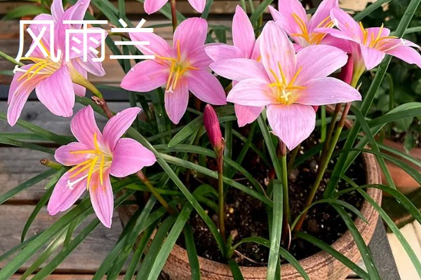 有什么名贵的花卉,常见梅花、牡丹花等品种