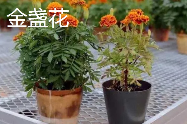 有什么名贵的花卉,常见梅花、牡丹花等品种