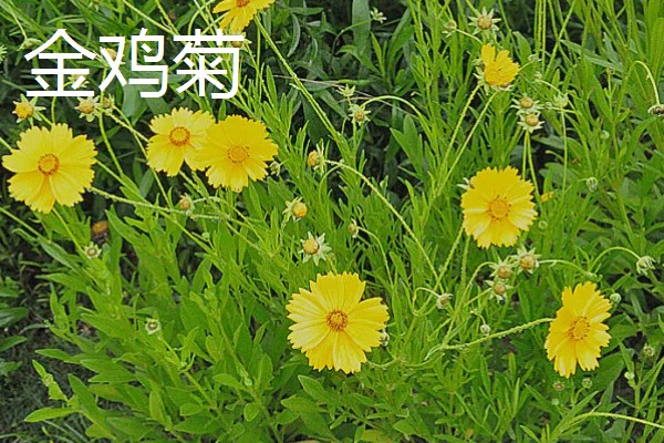 有什么名贵的花卉,常见梅花、牡丹花等品种