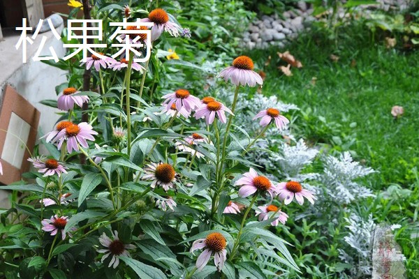 有什么名贵的花卉,常见梅花、牡丹花等品种