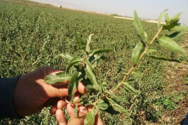 枸杞苗的种植要点，生长后期每隔1-2个月追肥一次