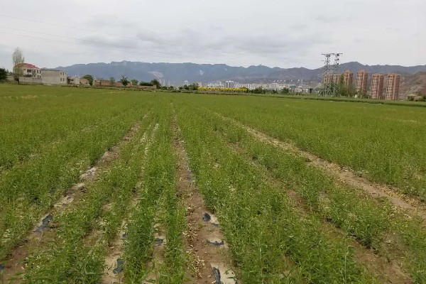 枸杞苗的种植要点，生长后期每隔1-2个月追肥一次