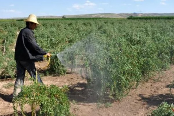 枸杞苗的种植要点，生长后期每隔1-2个月追肥一次