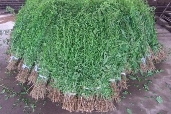 枸杞苗的种植要点，生长后期每隔1-2个月追肥一次