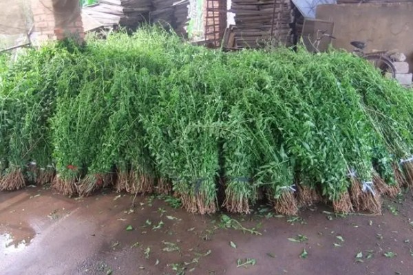 枸杞苗的种植要点，生长后期每隔1-2个月追肥一次