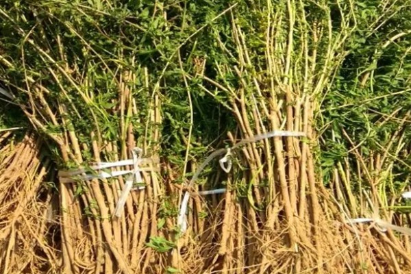 枸杞苗的种植要点，生长后期每隔1-2个月追肥一次