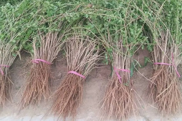 枸杞苗的种植要点，生长后期每隔1-2个月追肥一次