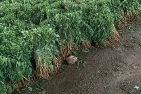 枸杞苗的种植要点，生长后期每隔1-2个月追肥一次