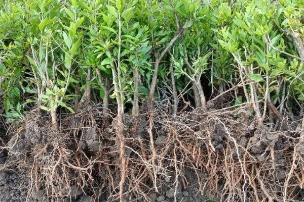 枸杞苗的种植要点，生长后期每隔1-2个月追肥一次