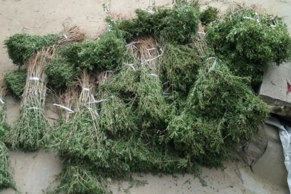 枸杞苗的种植要点，生长后期每隔1-2个月追肥一次