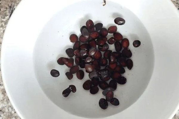 美早大樱桃的盆栽种植技术,播种前在温水中浸泡1天