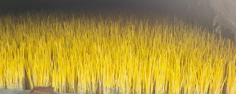 蒜黄怎么种植,摆好蒜种再覆盖细沙土