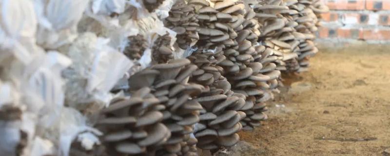 怎么种植白平菇，养料配制可用玉米芯或者玉米秆