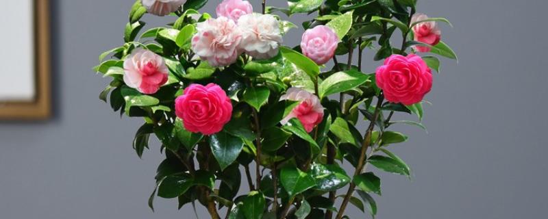 茶花的品种，可分为单瓣类、重瓣类、复瓣类