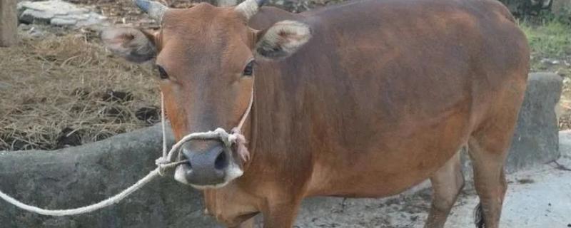 牛鼻子出血的原因，可能是外伤、异物、寄生虫所致
