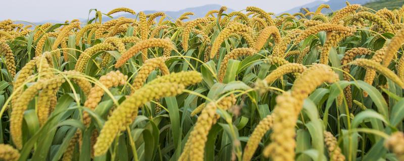 谷子的施肥方法，穗肥在抽穗前7-10天施用