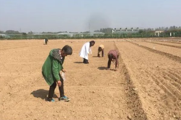 美早大樱桃的盆栽种植技术,播种前在温水中浸泡1天