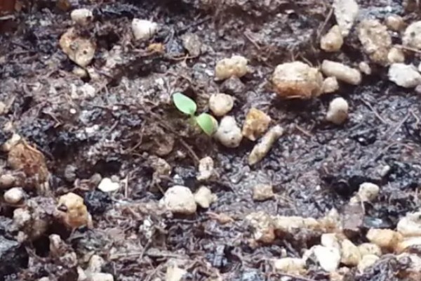 美早大樱桃的盆栽种植技术,播种前在温水中浸泡1天