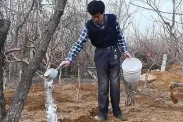 美早大樱桃的盆栽种植技术,播种前在温水中浸泡1天