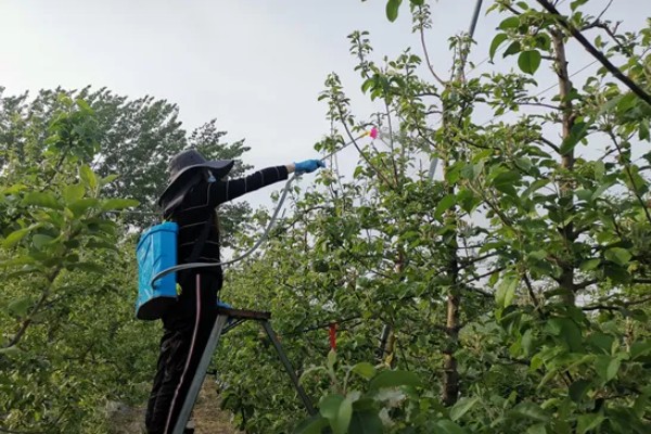 美早大樱桃的盆栽种植技术,播种前在温水中浸泡1天