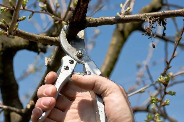 美早大樱桃的盆栽种植技术,播种前在温水中浸泡1天