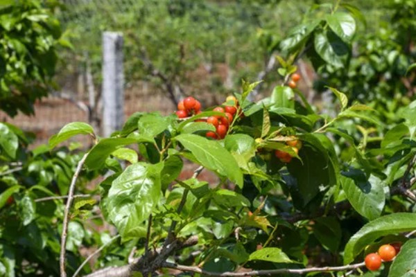 美早大樱桃的盆栽种植技术,播种前在温水中浸泡1天