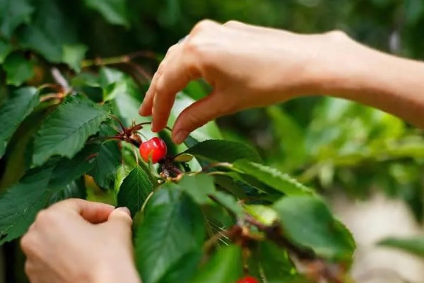 美早大樱桃的盆栽种植技术,播种前在温水中浸泡1天
