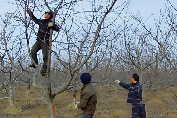 美早大樱桃的盆栽种植技术,播种前在温水中浸泡1天