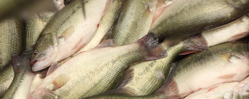 鲈鱼如何养殖，按不同规格分塘放养