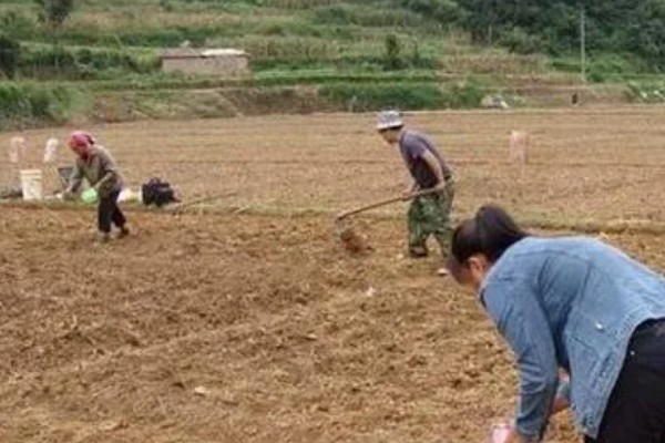 棉花怎么种植，播种至破土出苗时把土壤湿度保持在70-75%