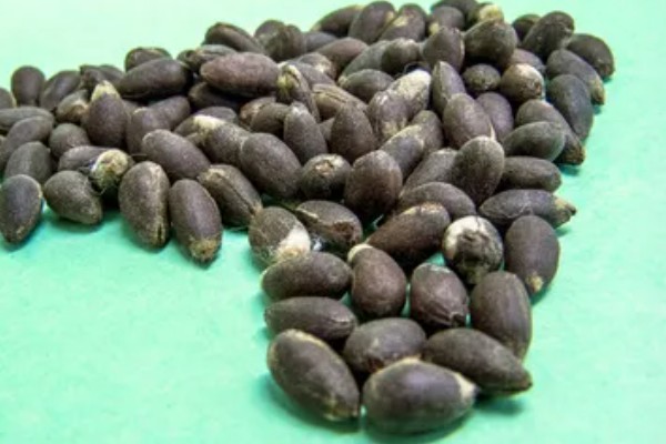 棉花怎么种植，播种至破土出苗时把土壤湿度保持在70-75%