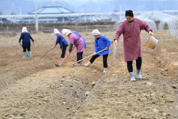 棉花怎么种植，播种至破土出苗时把土壤湿度保持在70-75%