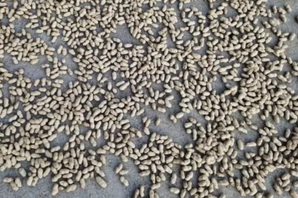 棉花怎么种植，播种至破土出苗时把土壤湿度保持在70-75%