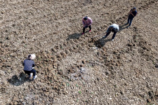 棉花怎么种植，播种至破土出苗时把土壤湿度保持在70-75%